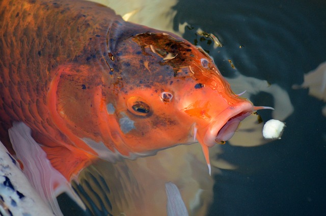 nature, fish, koi carp, koi, water, carp, feed, koi carp, koi, koi, koi, koi, koi