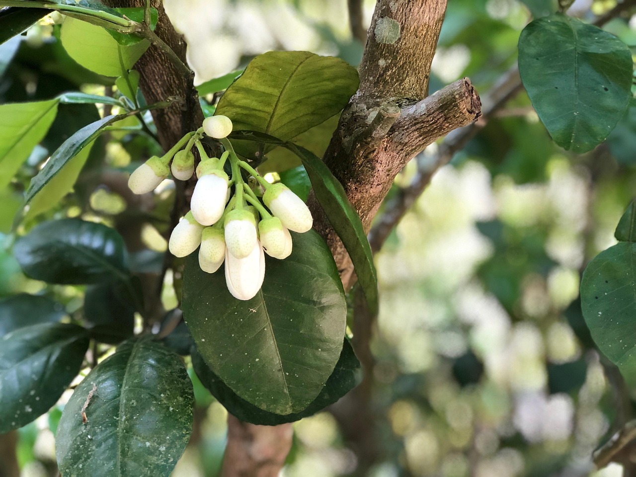 Tree Fruit Leaf - Free photo on Pixabay - Pixabay