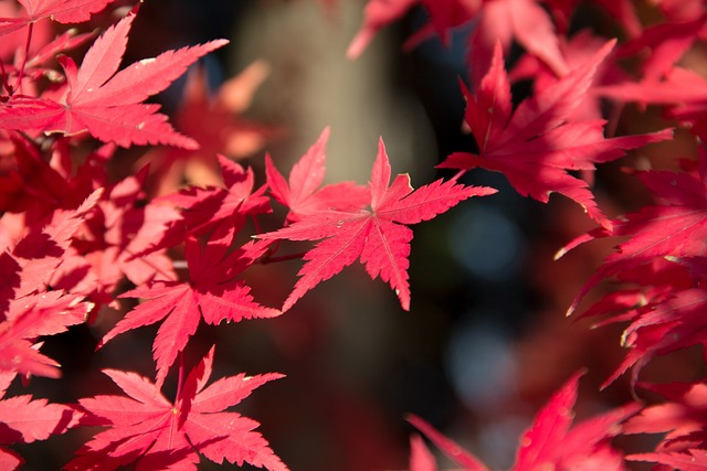 Blatt, Natur, Herbst, Flora, Jahreszeit