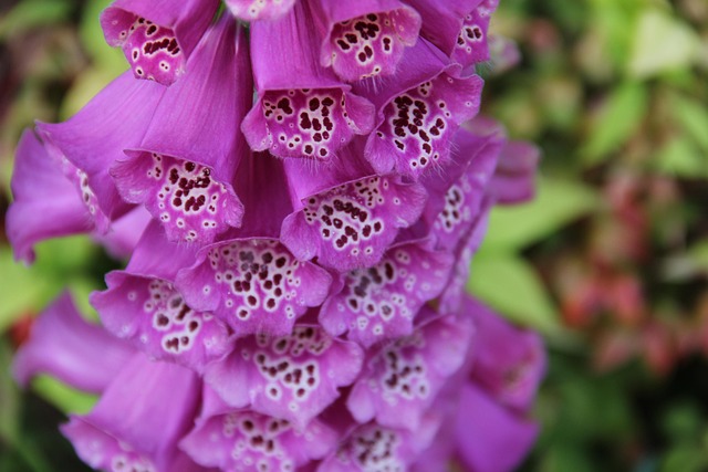 Natur, Blume, Flora, Garten, Sommer