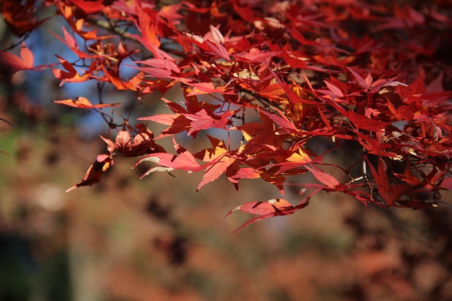 Blatt, Herbst, Jahreszeit, Baum, Natur
