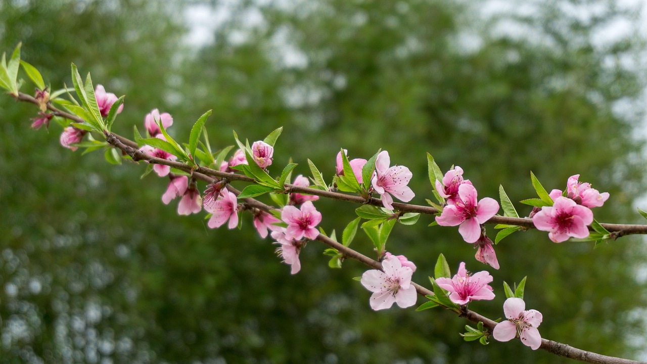 Peach Blossom Plant Pink Free photo on Pixabay Pixabay