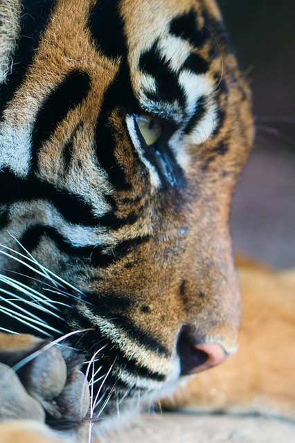 Free Banderole Wildlife photo and picture
