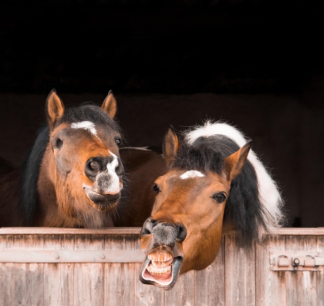 Free Mammal Nature photo and picture
