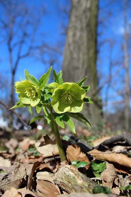 Free Nature Tree photo and picture