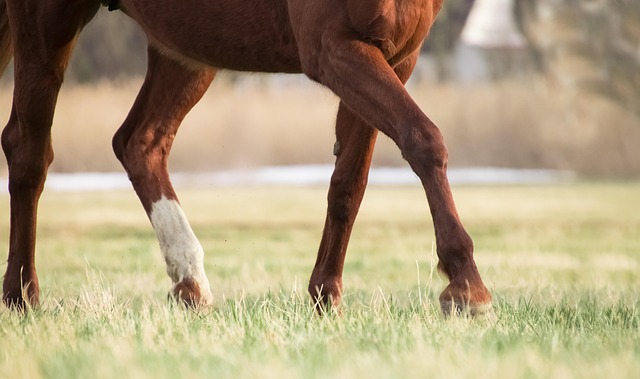 Free Grass Nature photo and picture