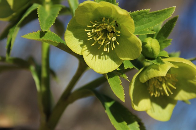 Free Nature Tree photo and picture