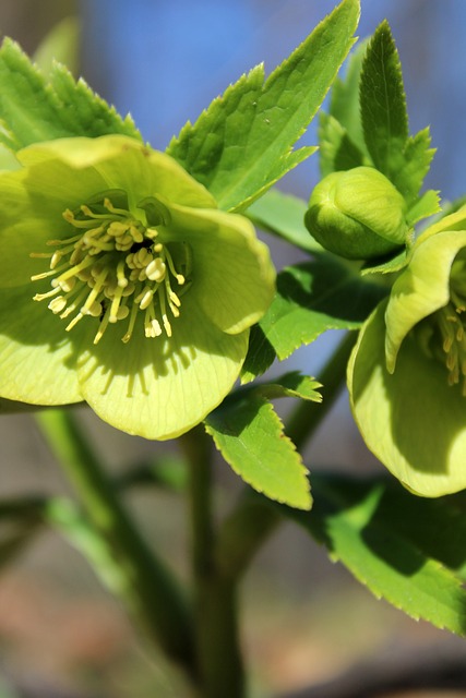 Free Nature Tree photo and picture