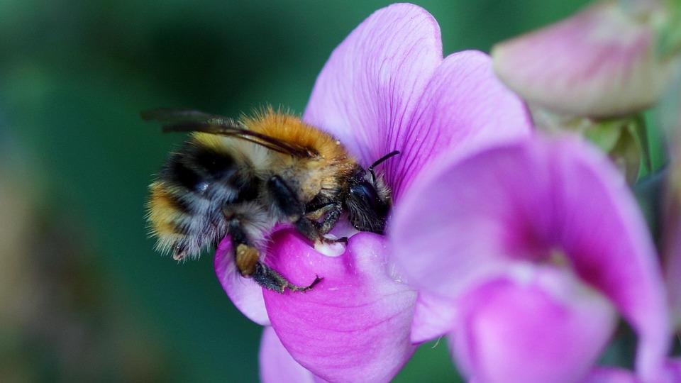 Abeille main image 1