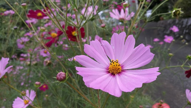 Natur, Blume, Flora, Sommer, Garten