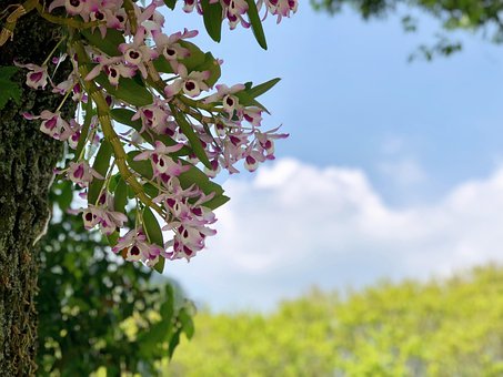 超过 张关于 寄生花 和 花 的免费图片 Pixabay