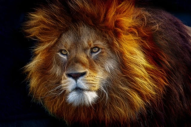 Free fractalius big cat animal illustration