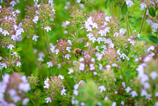 Blomst, Blomst Baggrund, Plante, Natur