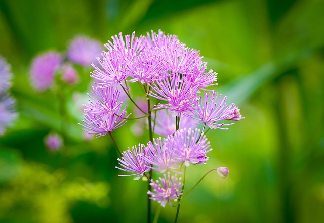 Natur, Plante, Blomst, Smukke Blomster