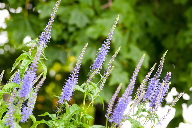 Lavendel, Blomst, Smukke Blomster