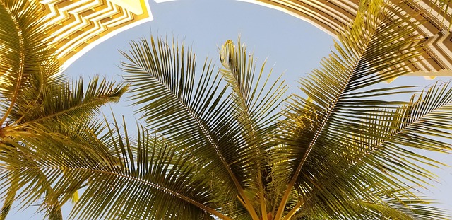 Free Palm Tropical photo and picture