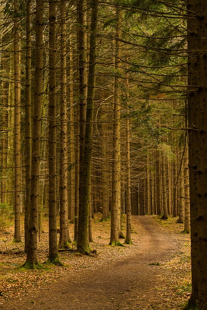 Free Forest Wood photo and picture