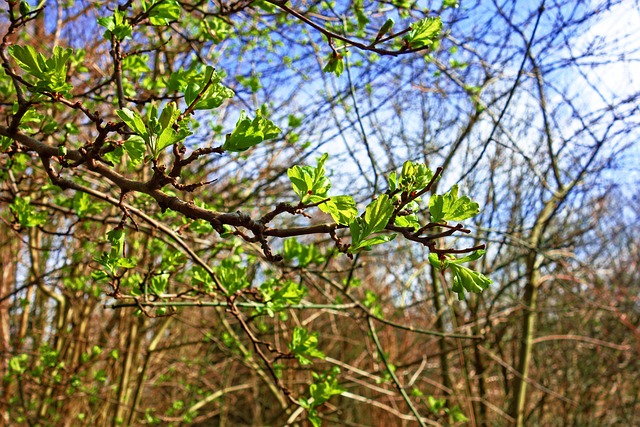 Free Branch Nature photo and picture