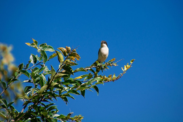 Free Sky Nature photo and picture