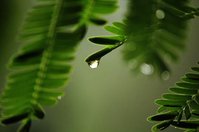Water, Nature, Rain, Droplet, Beautiful