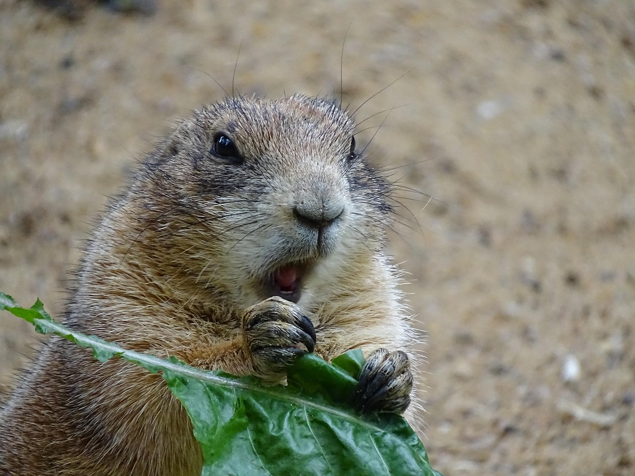 Wildlife Mammal Nature - Free photo on Pixabay - Pixabay