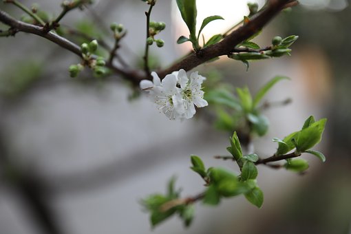 Baum, Zweig, Natur, Blumen Hintergrund