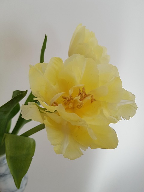 Free Flower Nature photo and picture