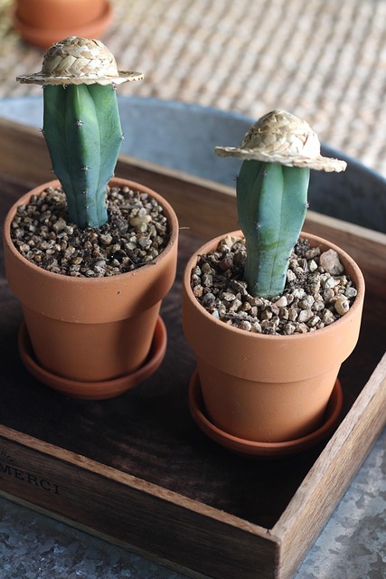 cactus, for your item, fine dust, a, hat the author, soil moisture, straw your hat, air purification plants, interior, prop