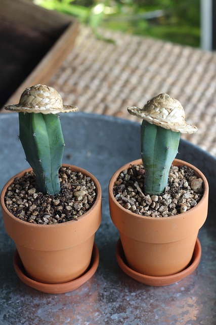 Free For Your Item Cactus photo and picture