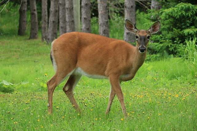 Free Mammal Deer photo and picture
