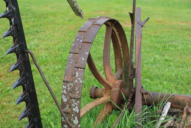 Free Wood Grass photo and picture