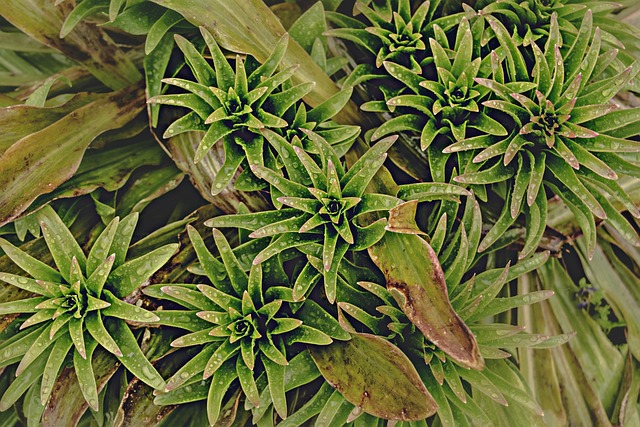 Free Plant Rain photo and picture