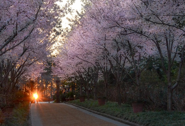 Free Tree Road photo and picture
