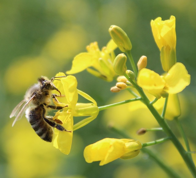 Free Nature Bee photo and picture