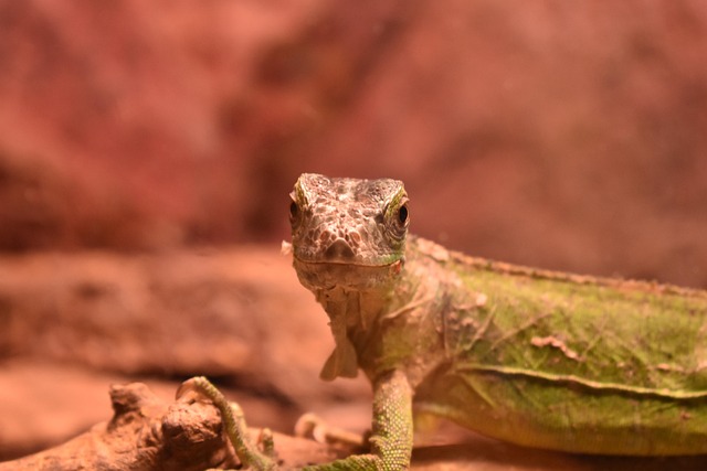 Free Nature Wildlife photo and picture