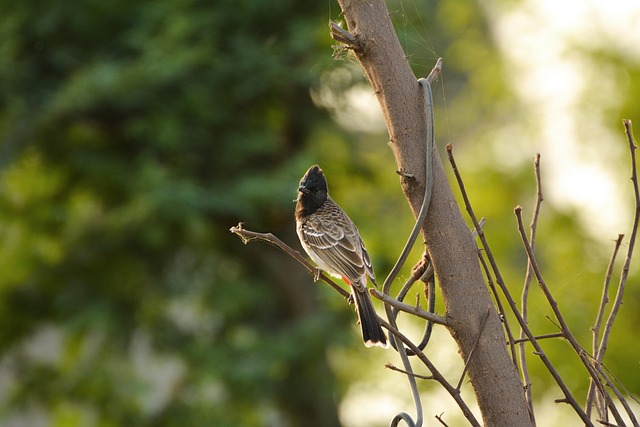 Natureza, Pássaro, Ao Ar Livre, Árvore
