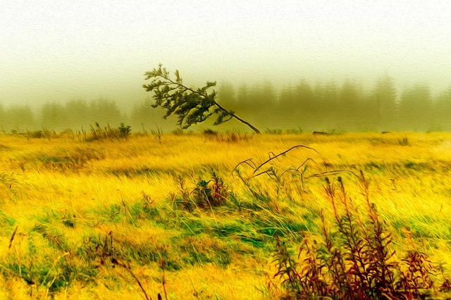 Veld, Landschap, Natuur, Panorama