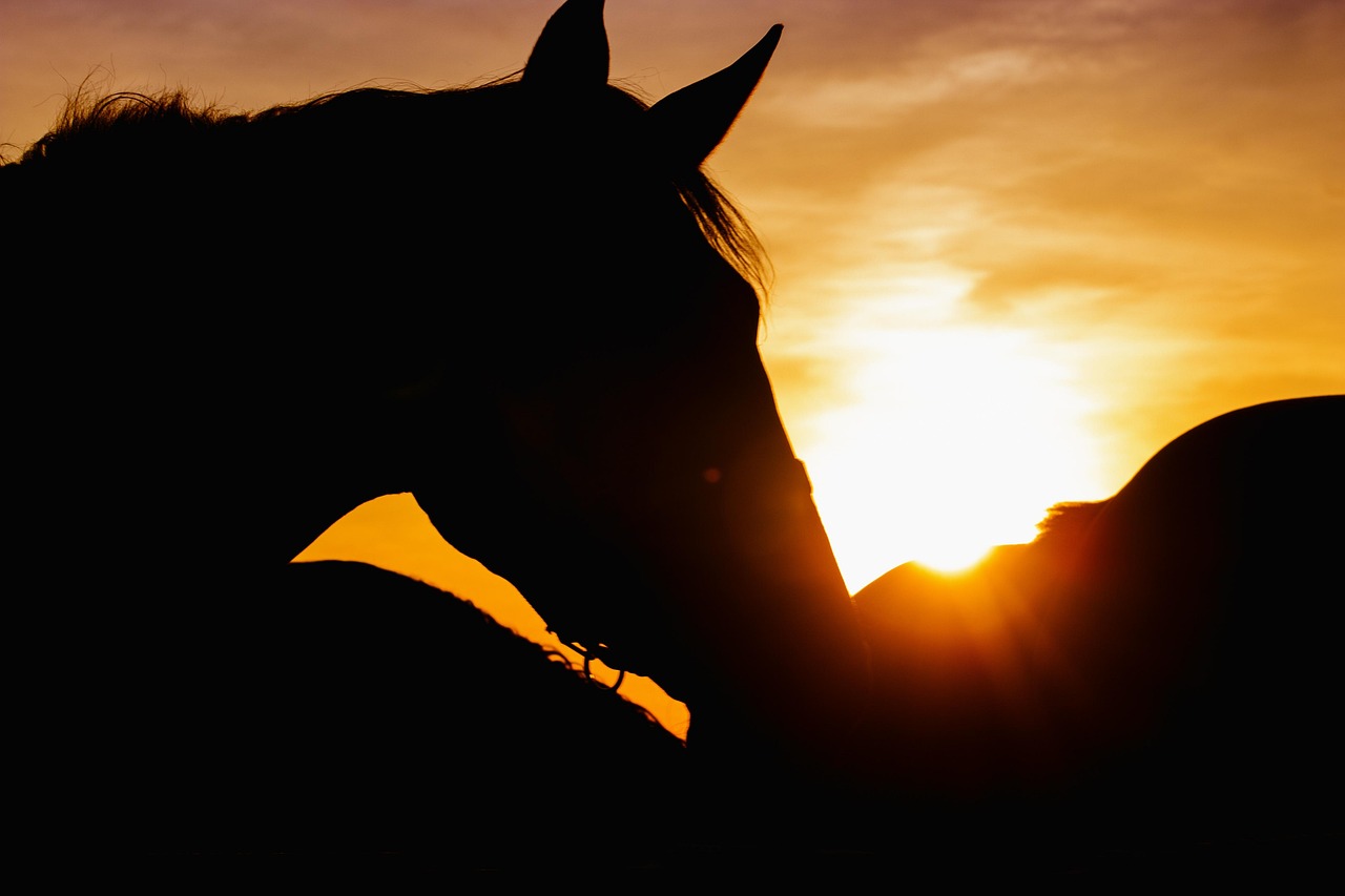 Horse - free online jigsaw puzzle photo