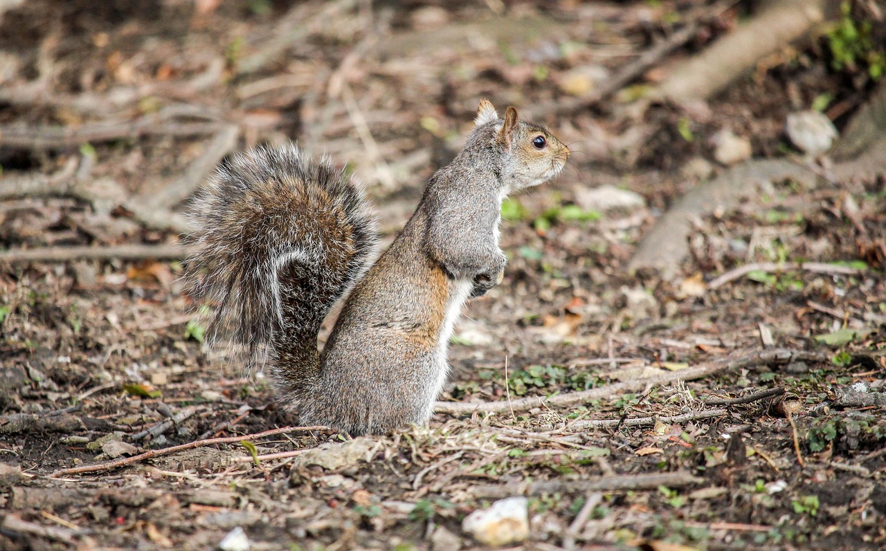 Gioco Di Carte Quartetto Animali Selvatici ASS Altenburger - Per Bambini Da 4 Anni - Foto 4