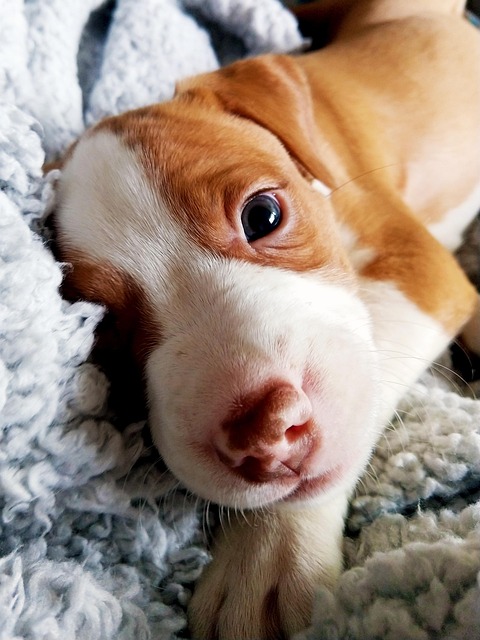 Free Puppy Pitt Bull photo and picture