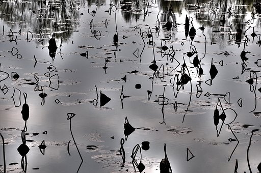 Free Many Lotus photo and picture