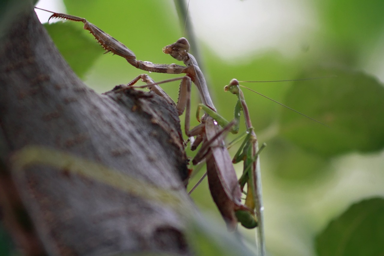 Insect Wildlife Invertebrate - Free photo on Pixabay