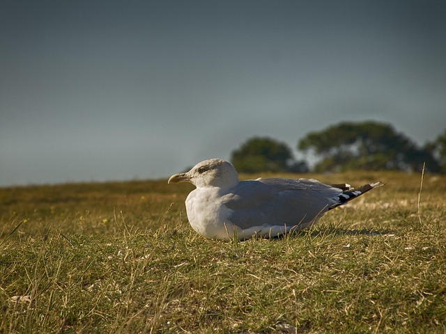 Free Bird Nature photo and picture