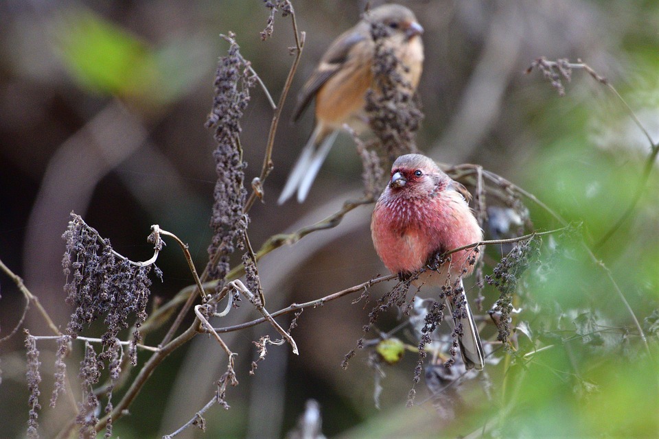 Wild Animals Bird Natural Free Photo On Pixabay wild-animals-bird-natural-free-photo-on-pixabay