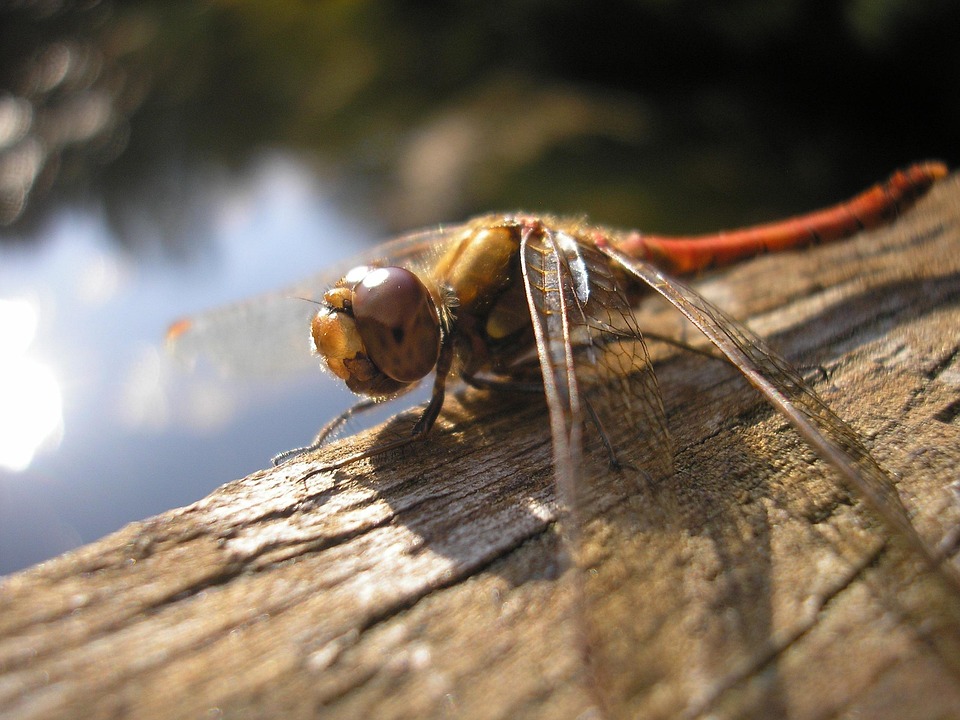 Bigay Insect Bug 性质 直升机 - Pixabay上的免费照片 - Pixabay