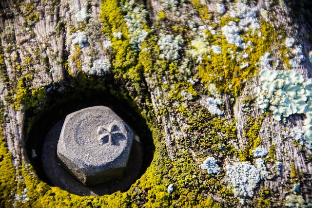 Free Nature Tree photo and picture