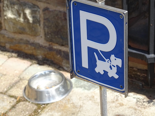 Hund, Skål, Trug, Restaurant, Udendørs