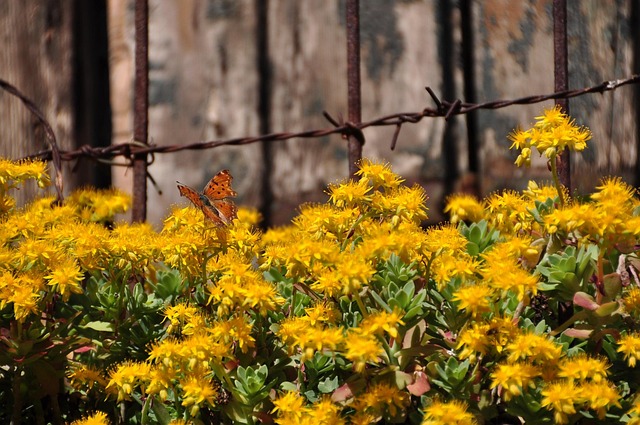 Free Flower Nature photo and picture