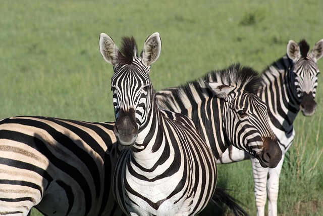 Free Zebra Animal photo and picture