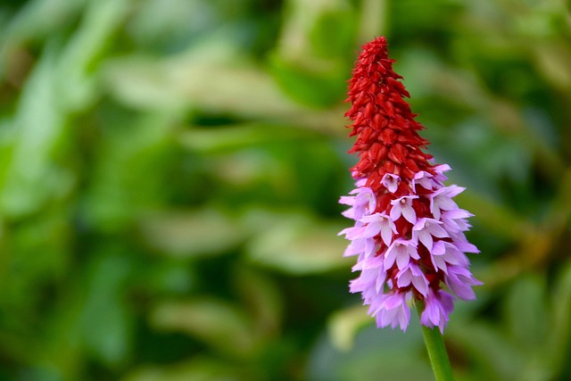 Free Nature Plant photo and picture